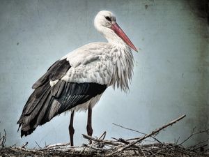 Preview wallpaper stork, grass, bird