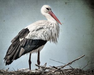 Preview wallpaper stork, grass, bird