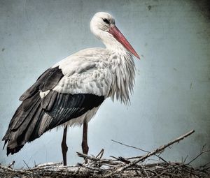 Preview wallpaper stork, grass, bird