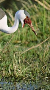 Preview wallpaper stork, grass, swamp, legs, color, african