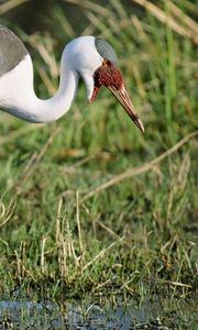 Preview wallpaper stork, grass, swamp, legs, color, african