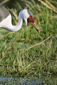 Preview wallpaper stork, grass, swamp, legs, color, african