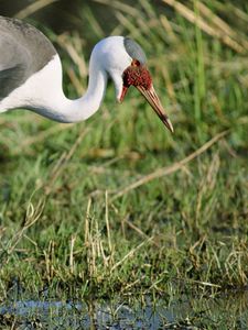 Preview wallpaper stork, grass, swamp, legs, color, african