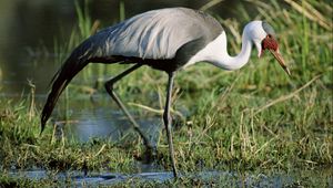 Preview wallpaper stork, grass, swamp, legs, color, african