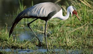 Preview wallpaper stork, grass, swamp, legs, color, african