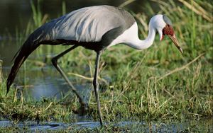 Preview wallpaper stork, grass, swamp, legs, color, african