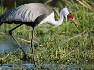 Preview wallpaper stork, grass, swamp, legs, color, african