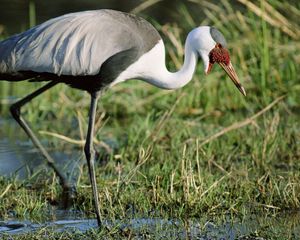 Preview wallpaper stork, grass, swamp, legs, color, african