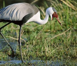 Preview wallpaper stork, grass, swamp, legs, color, african