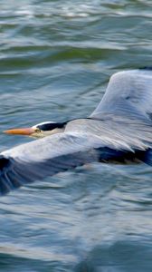 Preview wallpaper stork, heron, bird, water, flight