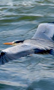 Preview wallpaper stork, heron, bird, water, flight
