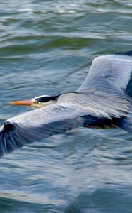 Preview wallpaper stork, heron, bird, water, flight