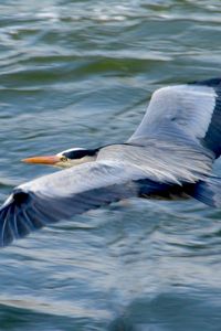 Preview wallpaper stork, heron, bird, water, flight