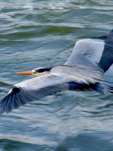 Preview wallpaper stork, heron, bird, water, flight