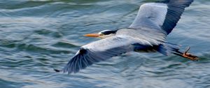 Preview wallpaper stork, heron, bird, water, flight