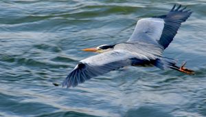 Preview wallpaper stork, heron, bird, water, flight