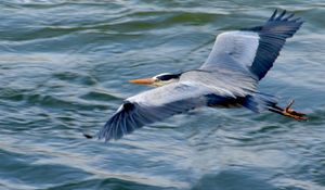 Preview wallpaper stork, heron, bird, water, flight