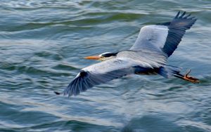 Preview wallpaper stork, heron, bird, water, flight