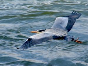 Preview wallpaper stork, heron, bird, water, flight