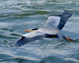 Preview wallpaper stork, heron, bird, water, flight