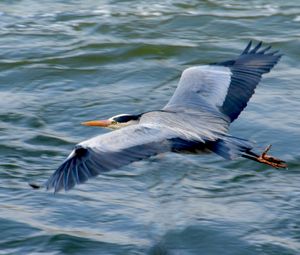 Preview wallpaper stork, heron, bird, water, flight