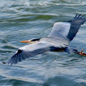 Preview wallpaper stork, heron, bird, water, flight