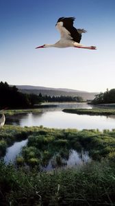 Preview wallpaper stork, lake, grass, trees