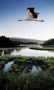 Preview wallpaper stork, lake, grass, trees