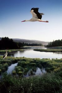 Preview wallpaper stork, lake, grass, trees