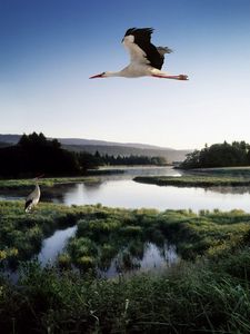 Preview wallpaper stork, lake, grass, trees