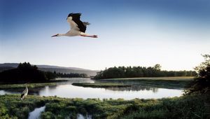 Preview wallpaper stork, lake, grass, trees