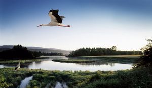 Preview wallpaper stork, lake, grass, trees