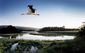 Preview wallpaper stork, lake, grass, trees