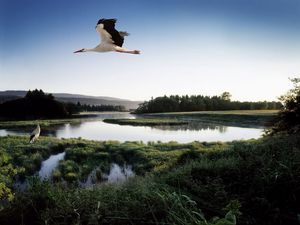 Preview wallpaper stork, lake, grass, trees