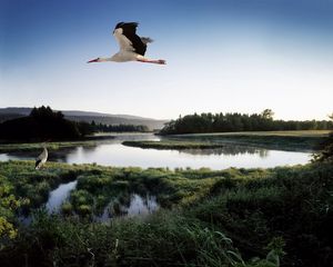 Preview wallpaper stork, lake, grass, trees