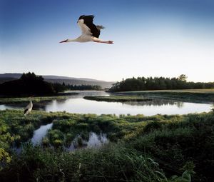 Preview wallpaper stork, lake, grass, trees