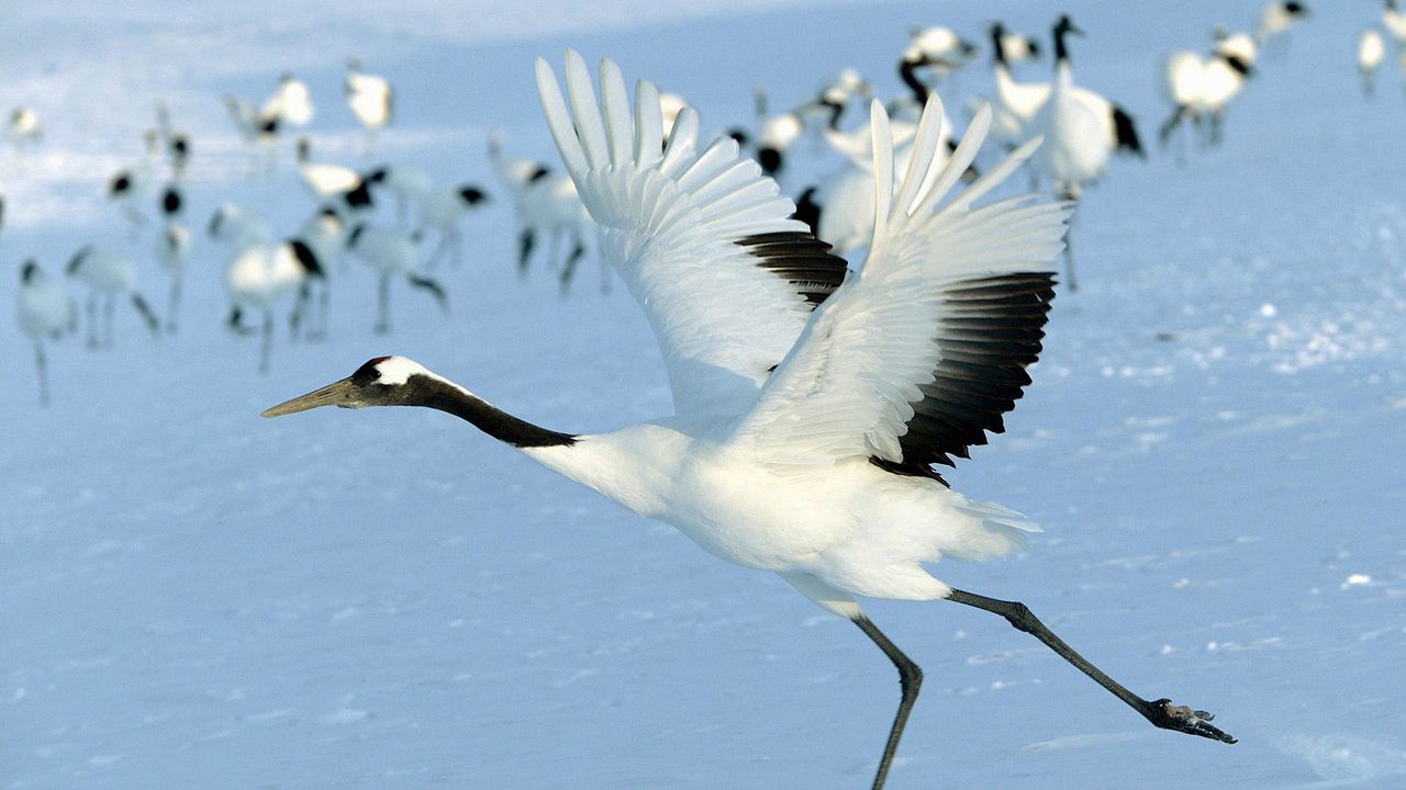 Wallpaper stork, snow, flock, bird, flight