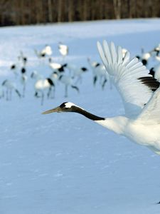 Preview wallpaper stork, snow, flock, bird, flight