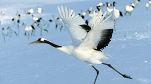 Preview wallpaper stork, snow, flock, bird, flight