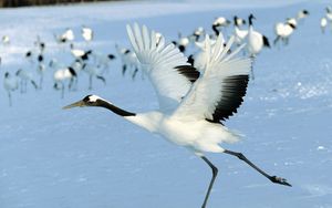 Preview wallpaper stork, snow, flock, bird, flight