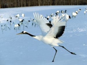Preview wallpaper stork, snow, flock, bird, flight