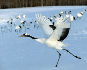 Preview wallpaper stork, snow, flock, bird, flight