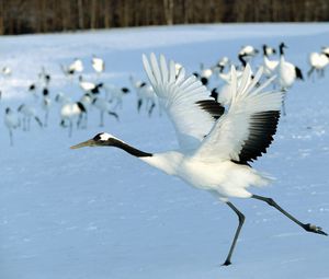 Preview wallpaper stork, snow, flock, bird, flight