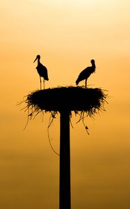 Preview wallpaper storks, silhouettes, birds, nest