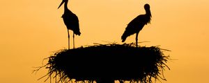 Preview wallpaper storks, silhouettes, birds, nest