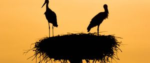 Preview wallpaper storks, silhouettes, birds, nest