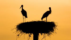 Preview wallpaper storks, silhouettes, birds, nest