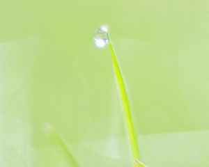 Preview wallpaper straw, leaves, plants, grass