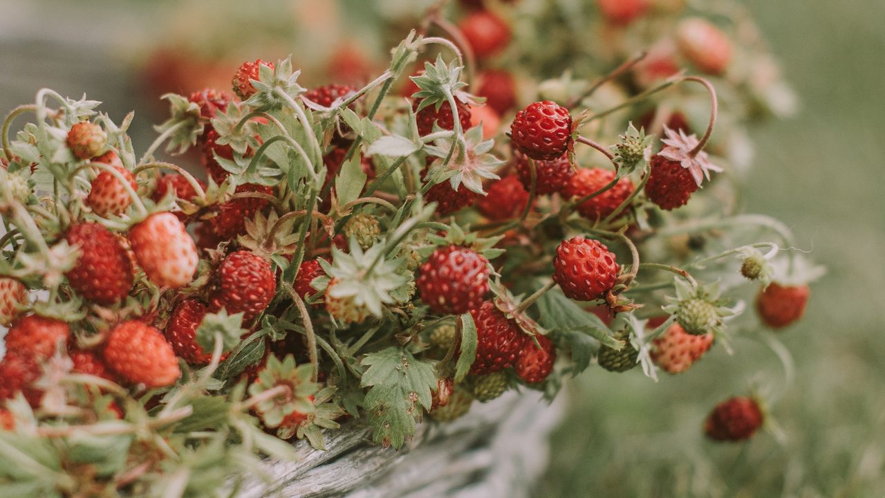 Wallpaper strawberries, berries, basket, ripe, grass