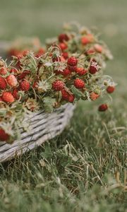 Preview wallpaper strawberries, berries, basket, ripe, grass